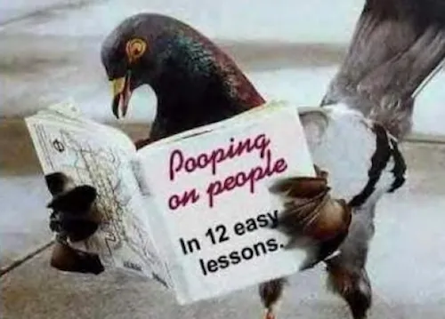 Le gang des pigeons a encore frappé
